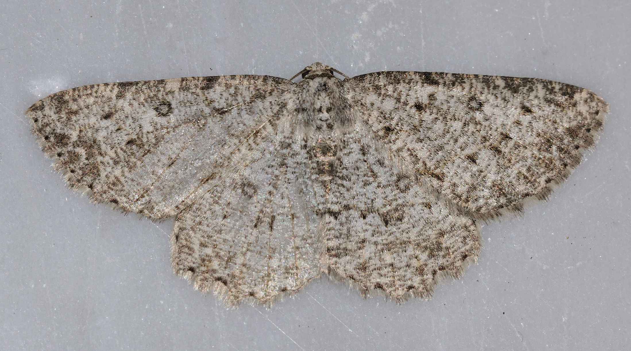 Geometridae ? - Charissa sp.